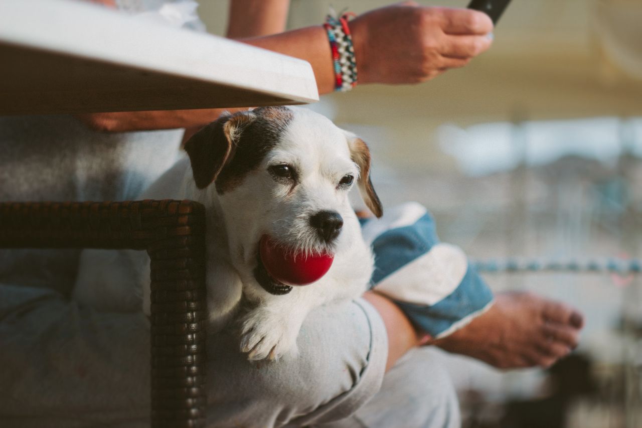 Services A cute puppy with a red ball is sitting on a woman's lap in a cozy indoor setting.