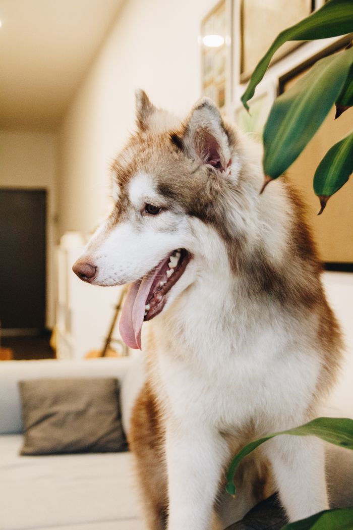 HOME Beautiful Siberian Husky with fluffy fur sitting indoors, looking relaxed.
