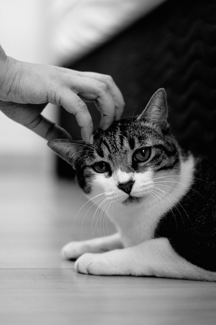 About A black and white photo of a cat being gently petted indoors.