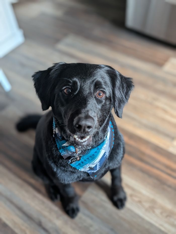Services Adorable black Labrador Retriever wearing a blue bandana, sitting on wooden floor.