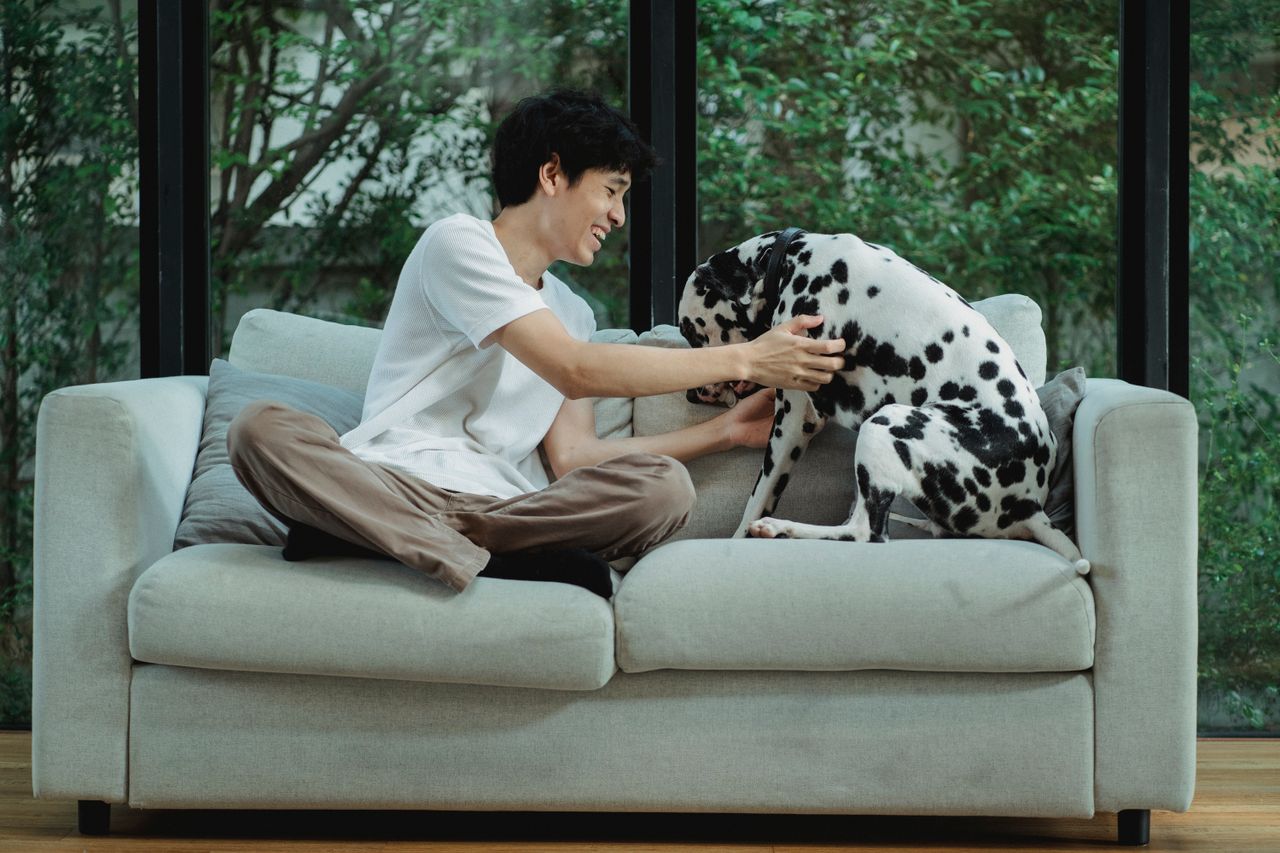 Services An Asian man joyfully interacting with his Dalmatian dog on a sofa indoors.
