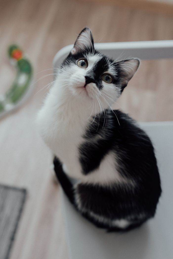 Services Charming black and white kitten with curious expression sitting indoors on chair.